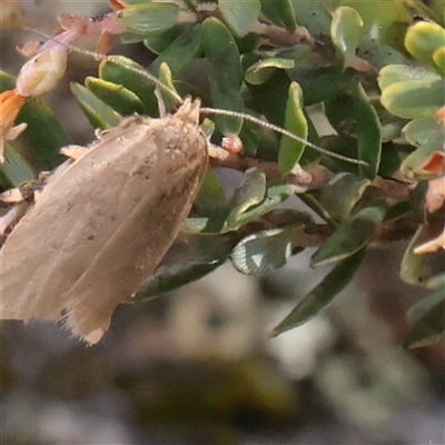 Unverified Moth (Lepidoptera) at Snowy Plain, NSW - 8 Nov 2025 by ConBoekel