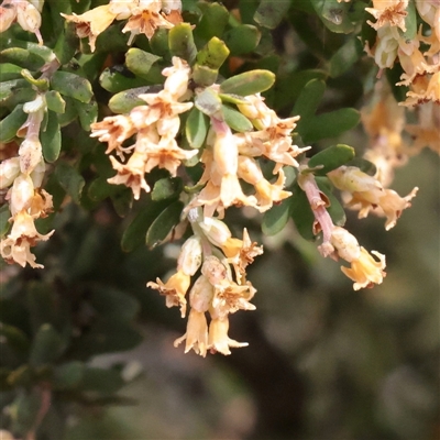 Acrothamnus hookeri (Mountain Beard Heath) at Snowy Plain, NSW - 8 Nov 2025 by ConBoekel