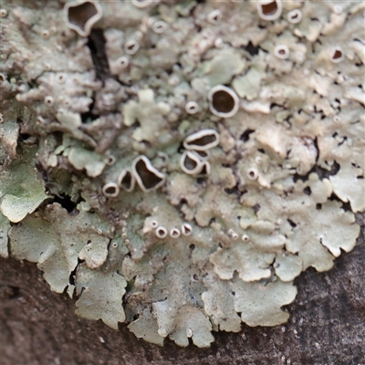 Unverified Lichen at Snowy Plain, NSW - 8 Nov 2025 by ConBoekel
