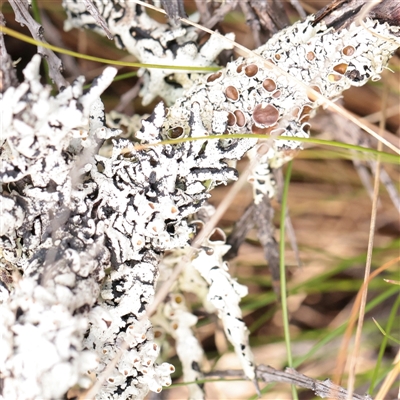 Unverified Lichen at Snowy Plain, NSW - 8 Nov 2025 by ConBoekel