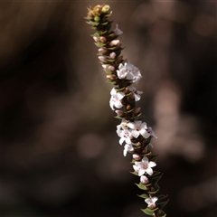 Epacris gunnii (Heath) at Snowy Plain, NSW - 8 Nov 2025 by ConBoekel