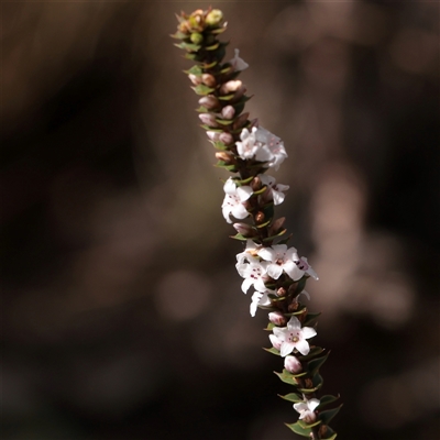 Epacris gunnii (Heath) at Snowy Plain, NSW - 8 Nov 2025 by ConBoekel