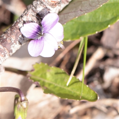 Viola betonicifolia (Mountain Violet) at Snowy Plain, NSW - 8 Nov 2025 by ConBoekel