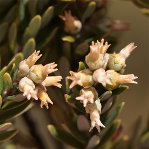 Unverified Other Shrub at Snowy Plain, NSW - 8 Nov 2025 by ConBoekel