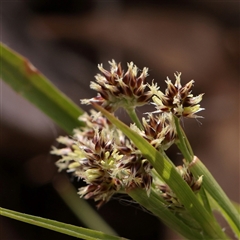 Luzula flaccida (Pale Woodrush) at Snowy Plain, NSW - 8 Nov 2025 by ConBoekel