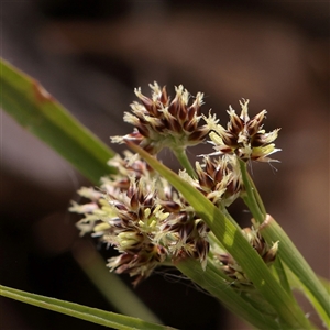 Unverified Rush, Sedge or Mat Rush at Snowy Plain, NSW - 8 Nov 2025 by ConBoekel