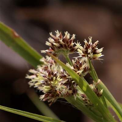 Luzula flaccida (Pale Woodrush) at Snowy Plain, NSW - 8 Nov 2025 by ConBoekel
