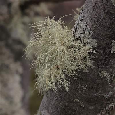 Usnea sp. (genus) (Bearded lichen) at Snowy Plain, NSW - 8 Nov 2025 by ConBoekel