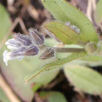 Myosotis discolor (Forget-me-not) at Snowy Plain, NSW - 8 Nov 2025 by ConBoekel