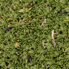 Scleranthus brockiei at Snowy Plain, NSW - 8 Nov 2025 by ConBoekel