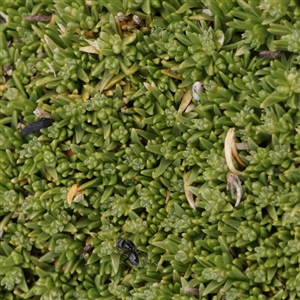 Scleranthus sp. at Snowy Plain, NSW - 8 Nov 2025 by ConBoekel