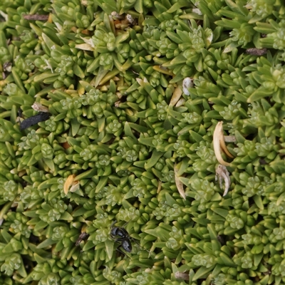 Scleranthus brockiei at Snowy Plain, NSW - 8 Nov 2025 by ConBoekel