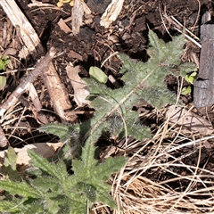 Cirsium vulgare (Spear Thistle) at Snowy Plain, NSW - 8 Nov 2025 by ConBoekel