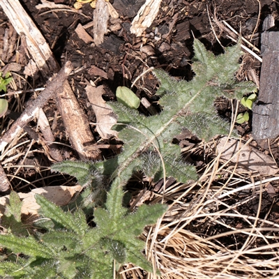 Cirsium vulgare (Spear Thistle) at Snowy Plain, NSW - 8 Nov 2025 by ConBoekel