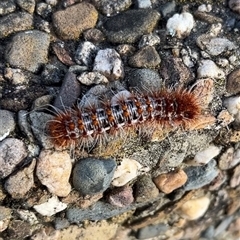 Chelepteryx collesi (White-stemmed Gum Moth) at Deakin, ACT - 11 Oct 2024 by GG