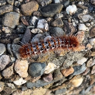 Chelepteryx collesi (White-stemmed Gum Moth) at Deakin, ACT - 11 Oct 2024 by GG