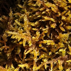 Unverified Moss, Liverwort or Hornwort at Snowy Plain, NSW - 8 Nov 2025 by ConBoekel