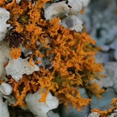 Unverified Lichen at Snowy Plain, NSW - 8 Nov 2025 by ConBoekel