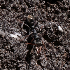 Myrmecia sp., pilosula-group (Jack jumper) at Snowy Plain, NSW - 8 Nov 2025 by ConBoekel
