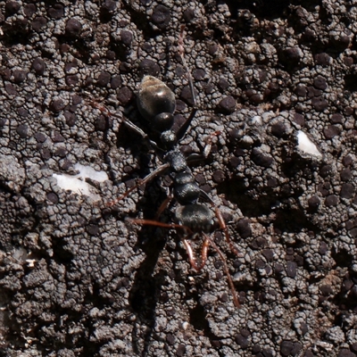 Myrmecia sp., pilosula-group (Jack jumper) at Snowy Plain, NSW - 8 Nov 2025 by ConBoekel