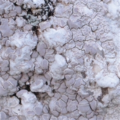 Unverified Lichen at Snowy Plain, NSW - 8 Nov 2025 by ConBoekel