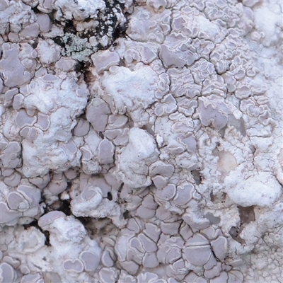 Unverified Lichen at Snowy Plain, NSW - 8 Nov 2025 by ConBoekel