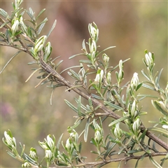 Ozothamnus secundiflorus (Cascade Everlasting) at Snowy Plain, NSW - 8 Nov 2025 by ConBoekel