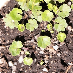 Hydrocotyle sibthorpioides at Snowy Plain, NSW - 8 Nov 2025 by ConBoekel