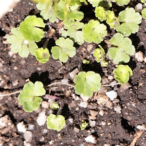 Unverified Other Wildflower or Herb at Snowy Plain, NSW - 8 Nov 2025 by ConBoekel