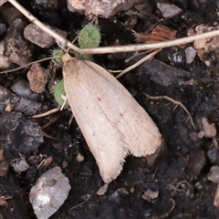 Chezala privatella at Snowy Plain, NSW - 8 Nov 2025 by ConBoekel