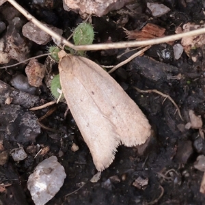 Chezala privatella at Snowy Plain, NSW - 8 Nov 2025 by ConBoekel