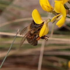 Apis mellifera (European honey bee) at Snowy Plain, NSW - 8 Nov 2025 by ConBoekel