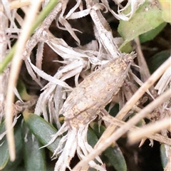 Isochorista panaeolana (A Tortricid moth) at Snowy Plain, NSW - 8 Nov 2025 by ConBoekel