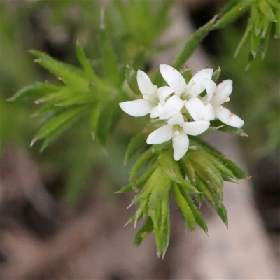Asperula scoparia (Prickly Woodruff) at Snowy Plain, NSW - 8 Nov 2025 by ConBoekel