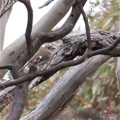 Petroica phoenicea at Snowy Plain, NSW - 8 Nov 2025 by ConBoekel