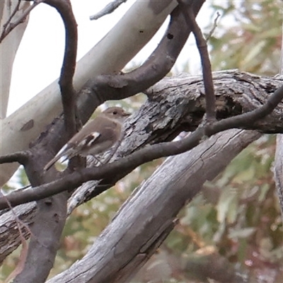 Petroica phoenicea at Snowy Plain, NSW - 8 Nov 2025 by ConBoekel