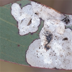 Phylacteophaga (Genus) (Leafblister Sawfly) at Snowy Plain, NSW - 8 Nov 2025 by ConBoekel