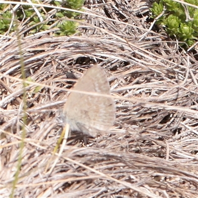 Zizina otis (Common Grass-Blue) at Snowy Plain, NSW - 8 Nov 2025 by ConBoekel