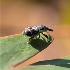 Unverified Weevil (Curculionoidea) at Karabar, NSW - 10 Nov 2025 by Miranda