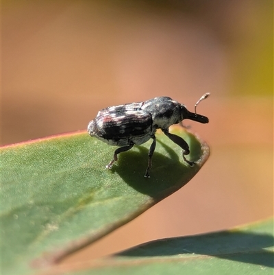 Unverified Weevil (Curculionoidea) at Karabar, NSW - 10 Nov 2025 by Miranda