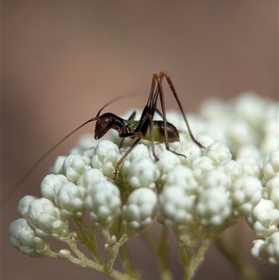 Torbia viridissima (Gum Leaf Katydid) at Bungonia, NSW - 10 Nov 2025 by Miranda