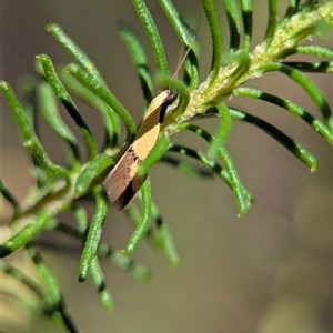 Opogona stereodyta (Tineid moth) at Bungonia, NSW - 10 Nov 2025 by Miranda