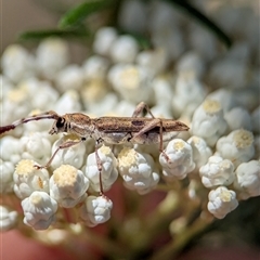 Pempsamacra tillides (Longhorn or longicorn beetle) at Bungonia, NSW - 10 Nov 2025 by Miranda