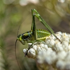Caedicia simplex (Common Garden Katydid) at Bungonia, NSW - 10 Nov 2025 by Miranda