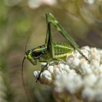 Caedicia simplex (Common Garden Katydid) at Bungonia, NSW - 10 Nov 2025 by Miranda