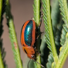 Calomela curtisi (Acacia leaf beetle) at Karabar, NSW - 10 Nov 2025 by Miranda