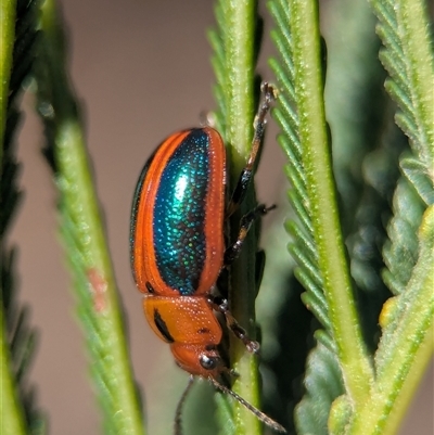 Calomela curtisi (Acacia leaf beetle) at Karabar, NSW - 10 Nov 2025 by Miranda