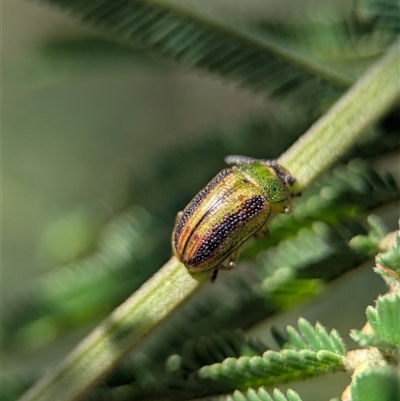 Calomela juncta (Leaf beetle) at Jerrabomberra, NSW - 10 Nov 2025 by Miranda