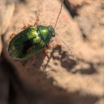 Edusella sp. (genus) (A leaf beetle) at Jerrabomberra, NSW - 10 Nov 2025 by Miranda