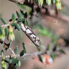 Eusemocosma pruinosa (Philobota Group Concealer Moth) at Karabar, NSW - 10 Nov 2025 by Miranda